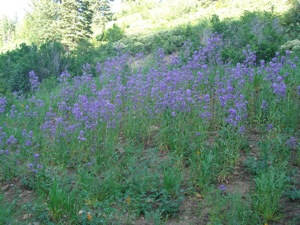 DeerValley-July012008-28