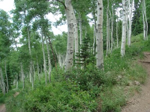 Deer Valley - July 12 2008 - 005