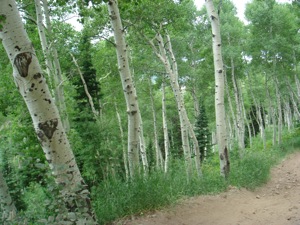 Deer Valley - July 12 2008 - 007