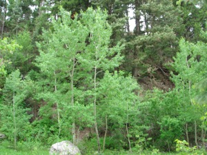 Little Cottonwood - June 13 2006 - 18