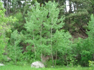 Little Cottonwood - June 13 2006 - 19