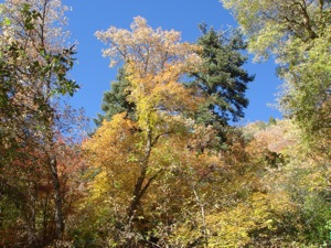 FallInMillCreekCanyon-11