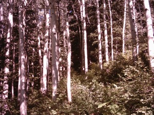 Millcreek Canyon Hike- September 30 2004 - 12