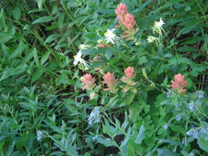 Mt Timpanogos- August 13 2006 - 044